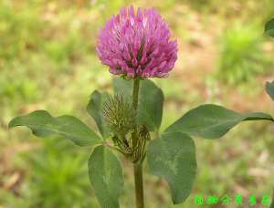 red clover