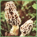 Morchella Esculenta, Morels, Morchella Conica.