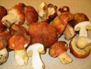 Boletus Edulis, Boletus.