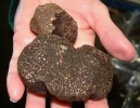 Truffles, Tuber Indicum.