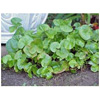 Centella Selected Triterpenes