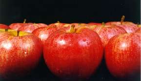 Apples