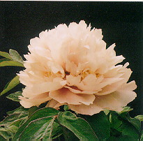 Heze Tree Peony  Association in PRC