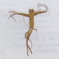 Woods Grown Ginseng